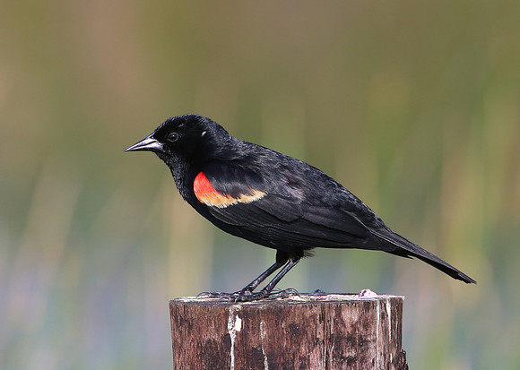 Red-winged Blackbird - Anahuac National Wildlife Refuge, Texas