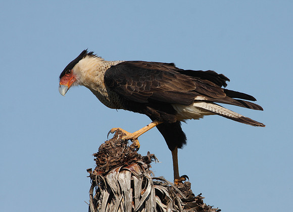 Crested Caracara