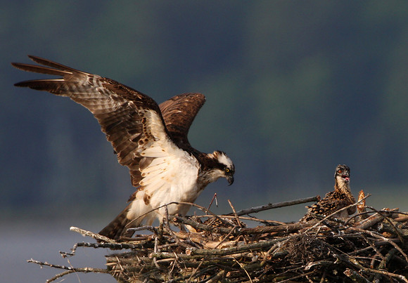 Osprey