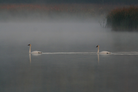 Trumpeter Swan