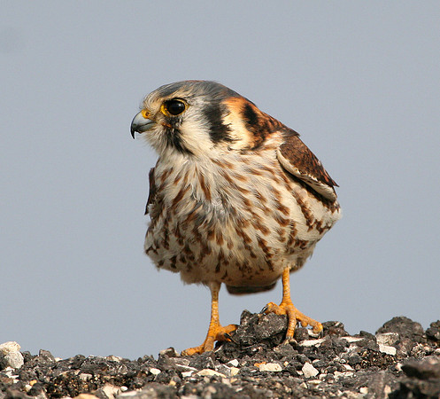 American Kestrel