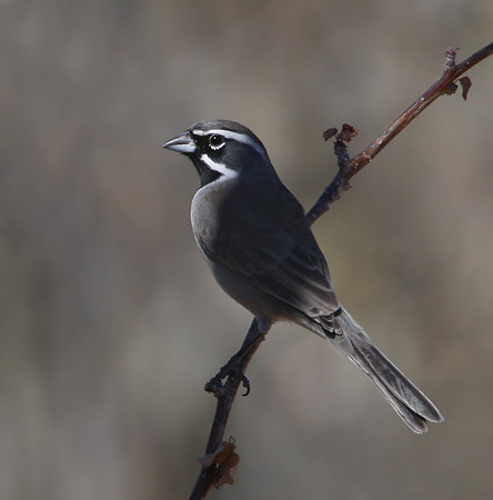 Black-throated Sparrow