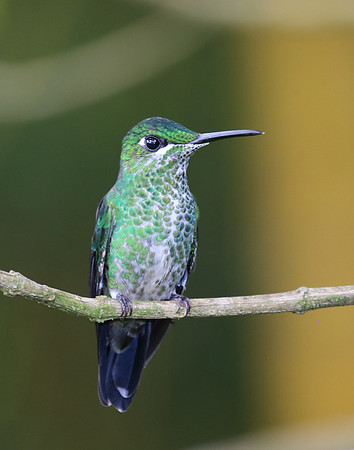 Green-crowned Brilliant - Costa Rica
