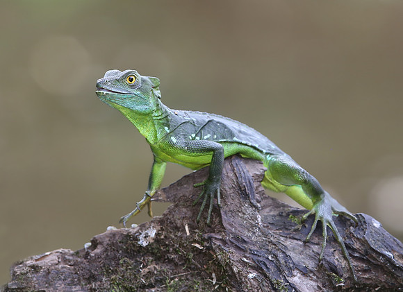 Plumed Basilisk - Costa Rica