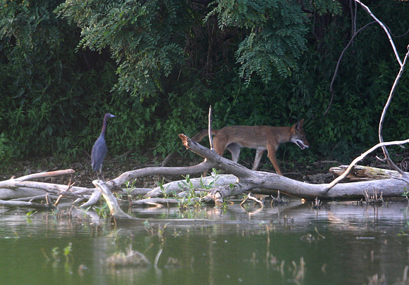Little Blue Heron and Little Coyote