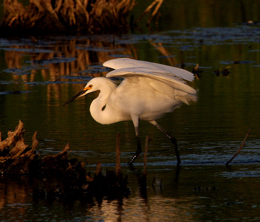 Snowy Egret