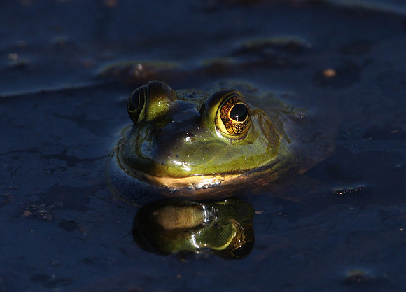 American Bullfrog