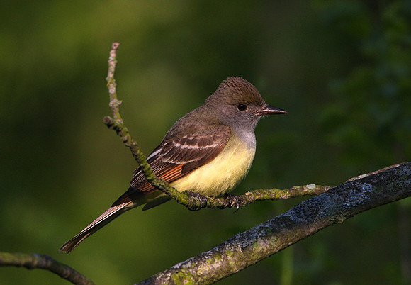 Great-crested Flycatcher