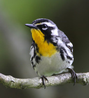Yellow-throated Warbler