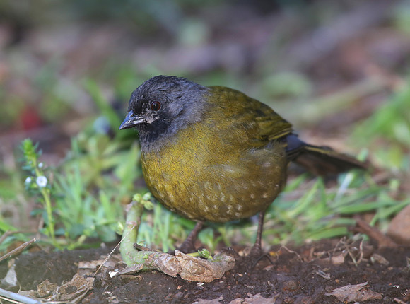 Large-footed Finch - Costa Rica