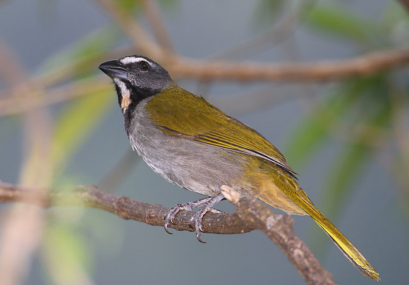 Buff-throated Saltator - Costa Rica