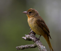 Summer Tanager (immature female)