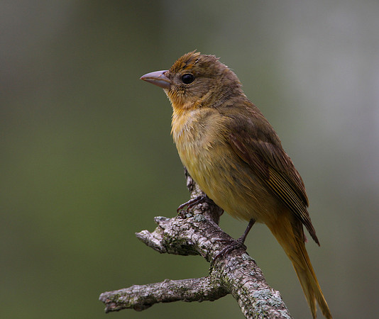 Summer Tanager (immature female)