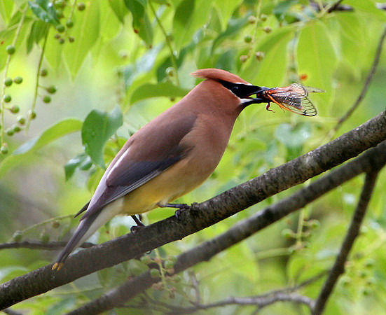 Cedar Waxwing and 17 Year Cicada