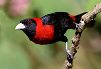 Crimson-collared Tanager - Serva Verde, Costa Rica