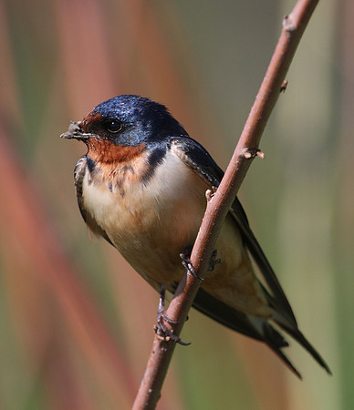 Barn Swallow