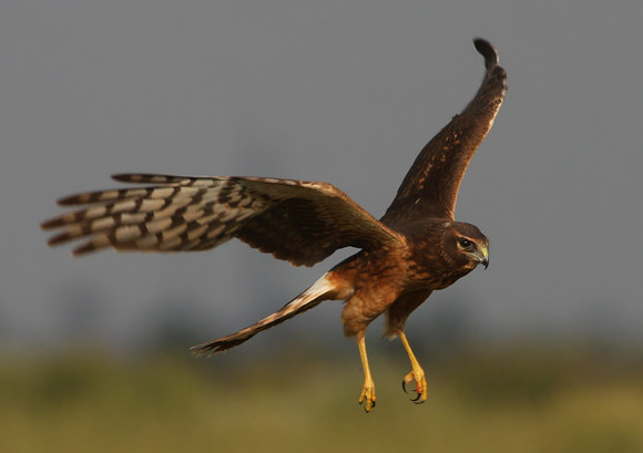 Northern Harrier Anahuac NWR, Texas