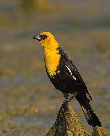 Yellow-headed Blackbird