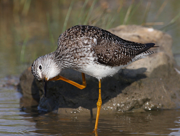 Lesser Yellowlegs Anahuac National Wildlife Refuge Texas