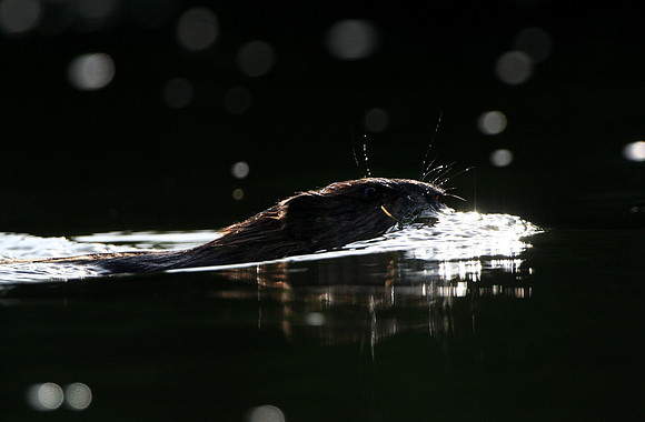 Muskrat