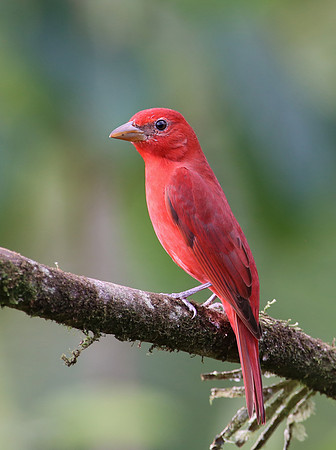 Summer Tanager - Laguna Lagarto, Costa Rica
