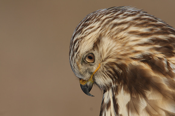 Rough-legged Hawk