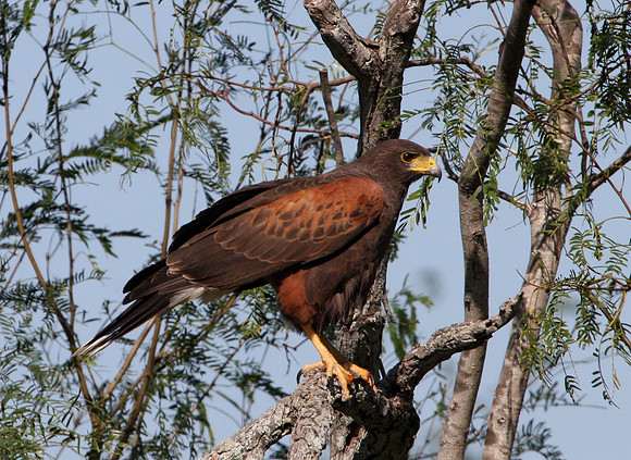 Harris's Hawk