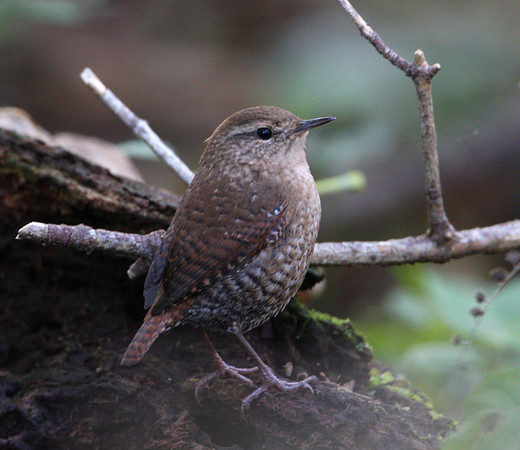 Winter Wren