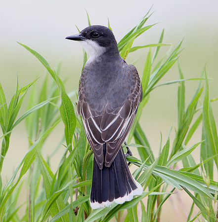 Eastern Kingbird
