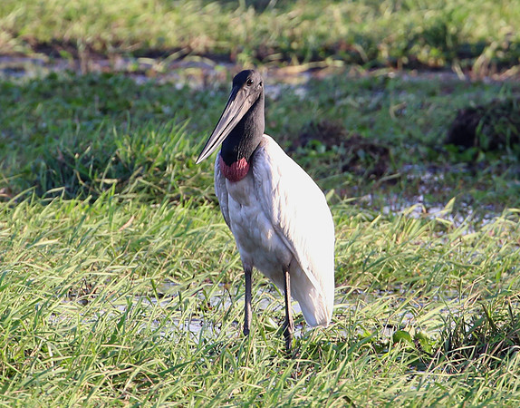 Jabiru - Casa Solimar, Costa Rica