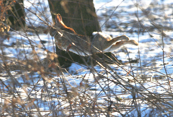 Eastern Cottontail Rabbit