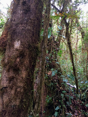 Resplendent Quetzel Stakeout - Suria, Costa Rica