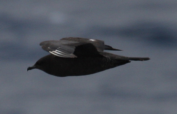 Pomarine Jaeger - Gulf of Mexico