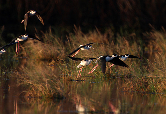 Black-necked Stilt