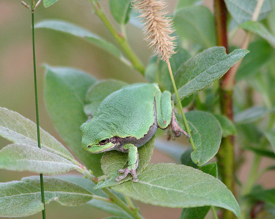 Gray Treefrog