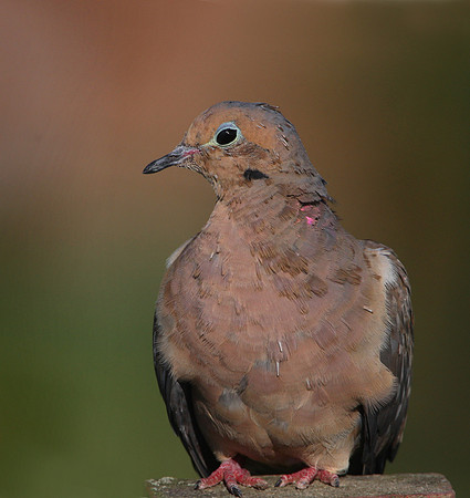 Mourning Dove