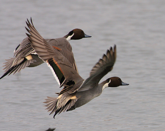 Northern Pintail