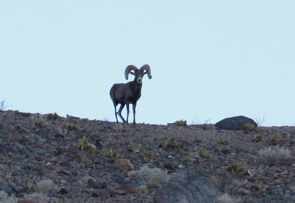 Bighorn Sheep