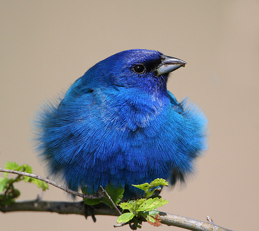 Indigo Bunting Fluffed Up