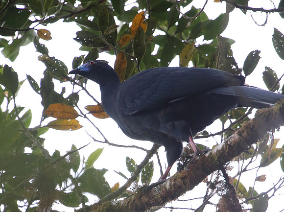 Black Guan - Suria, Costa Rica