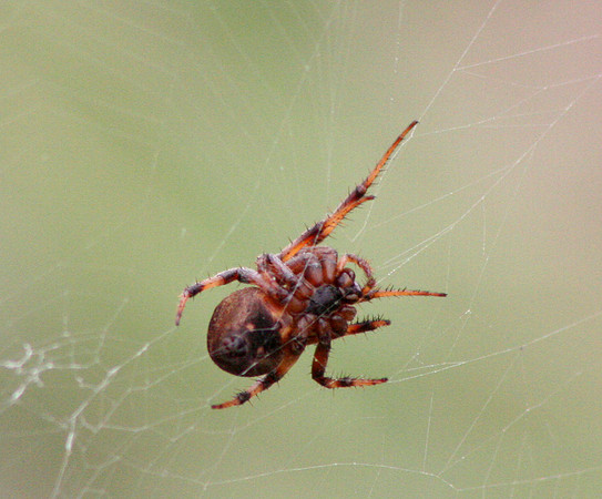 ID ?