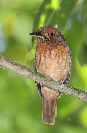 White-wiskered Puffbird - Selva Verde, Costa Rica