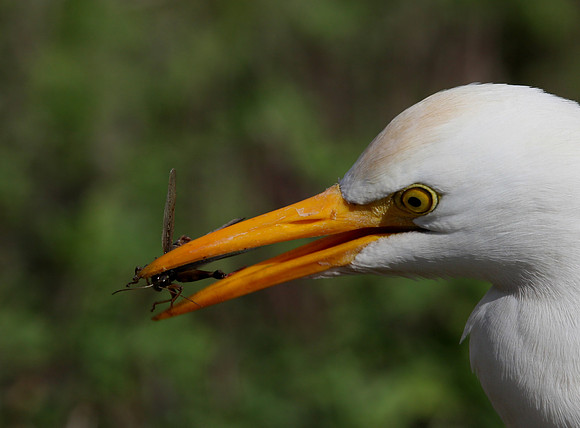 Cattle Egret with prey