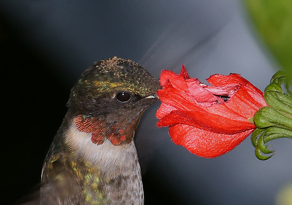 Ruby-throated Hummingbird - Bentsen Rio Grande State Park, Texas