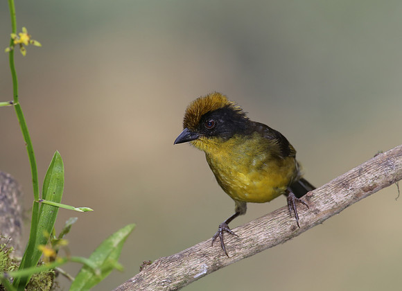Tricolored Brush-Finch - Mindo, Ecuador