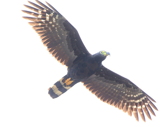 Hook-billed Kite - Mindo, Ecuador