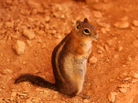Golden-mantled Ground Squirrel - Bryce Canyon National Park, Uta