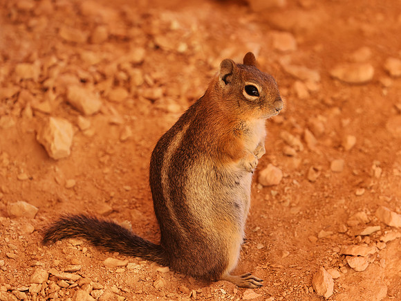Golden-mantled Ground Squirrel - Bryce Canyon National Park, Uta