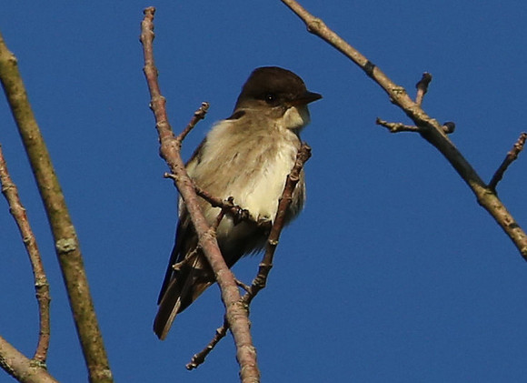 Olive-sided Flycatcher - McClaughrey Springs, Palos, Illinois