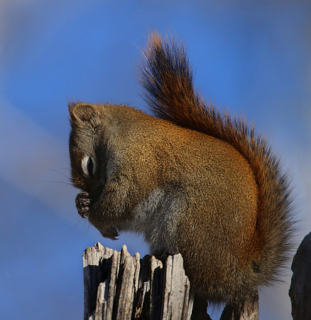 Red Squirrel - Sax Zim Bog, MN